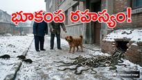 పాములు, కుక్కల సంకేతాలతో వేలాది ప్రాణాలు సేఫ్.. 50 ఏళ్ల క్రితం ఏం జరిగిందంటే?