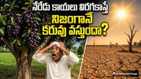 తాతల కాలం నాటి నేరేడు సామెత రహస్యం! కరువుకు ముందస్తు హెచ్చరిక..