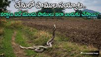 Video: పాముల సయ్యాట. శృంగారమా? పోరాటమా?
