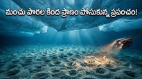 విస్మయపరిచే రహస్యం! 6 కోట్ల చేపల మహా నగరం..