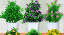 vastu tips: వాస్తు ప్రకారం ఇంట్లో ఆర్టిఫిషియల్ మొక్కలు ఉండొచ్చా?
