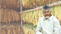 పొగాకు రైతులను ఆదుకునేలా సీఎం ప్లాన్! తాత్కాలిక సాయం వద్దు శాశ్వత పరిష్కారమే..