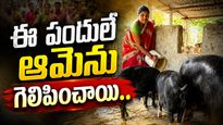 పందుల పెంపకంతో ఏడాదికి 8 లక్షల ఆదాయం.. గిరిజన మహిళ అద్భుత ఘనత!