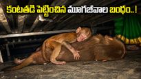 తల్లి శవంపైనే నిద్రపోయిన పిల్ల కోతి! హార్ట్ టచింగ్ వీడియో