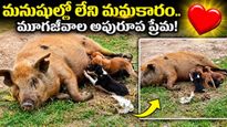 Video: జాతి వైరం మరిచింది.. అనాథ కుక్కపిల్లలకు అమ్మగా మారింది!