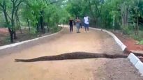కేబీఆర్ పార్కులో 12 అడుగుల భారీ కొండచిలువ హల్ చల్.. వీడియో వైరల్..!