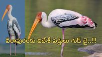 Veerapuram:పుట్టింటికి వచ్చిన ఆడబిడ్డల్లా చూసుకునే గ్రామం..విదేశీ పక్షుల అరుదైన కథ!