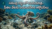 ప్రపంచాన్నే ఆశ్చర్యపరిచిన ఇటలీ మాస్టర్ ప్లాన్! పీతల రక్తం తాగే ఆక్టోపస్‌లు!