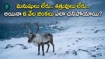 6 వేల జింకల అస్థిపంజరాలు. 37 ఏళ్లలో నాశనమైన రాక్షస సామ్రాజ్యం!