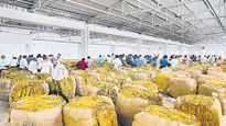  పొగాకు రైతులకు కేంద్రం, ఏపీ ప్రభుత్వం గుడ్ న్యూస్ - భారీ ప్యాకేజీ..!!