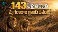 సింహాలొచ్చేశాయ్!  143 ఏళ్ల తర్వాత అడవిలోకి పూర్వ ఆగమనం..