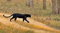 Black panther: అరుదైన బ్లాక్ పాంథర్.. చూడగలిగే ఆరు ప్రదేశాలు ఇవే..!  