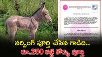 గాడిదకు నర్సింగ్ సర్టిఫికెట్.. వైద్య విద్యలో సంచలనం