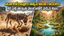 28 గాడిదలు కథ:  మారిపోయిన దేశ భవితవ్యం! ఎడారిలో మహా అద్భుతం