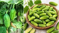 దొండకాయలు తినవచ్చా? అపోహలు ఏంటీ?