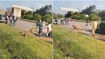 వీడియో: దావణగెరె హైవేపై గాయపడ్డ చిరుత హల్ చల్