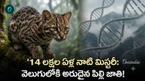 100 ఏళ్ల తర్వాత వెలుగులోకి సరికొత్త చిరుత పిల్లి! డీఎన్‌ఏ టెస్టులో తేలిన నిజం