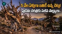 ప్రపంచపు అత్యంత పురాతన చెట్టు ఇదే! ఊపిరి పీల్చుకుంటున్న చరిత్ర
