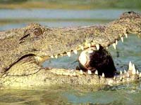 Crocodile Crocodile