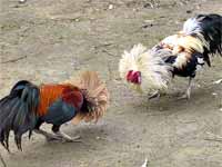 Cock Fight Cock Fight
