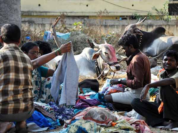 ఫొటోలు: సంక్రాంతి సంబరాల రంగులు