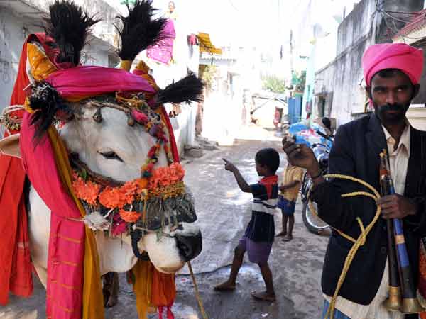 ఫొటోలు: సంక్రాంతి సంబరాల రంగులు