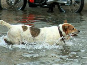 Bombay HC upholds conviction based on dog’s evidence Bombay HC upholds conviction based on dog’s evidence