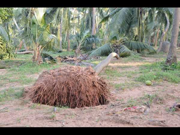 ఫైలిన్ 8