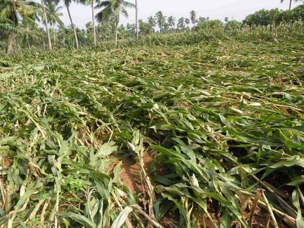 ఫైలిన్ 10