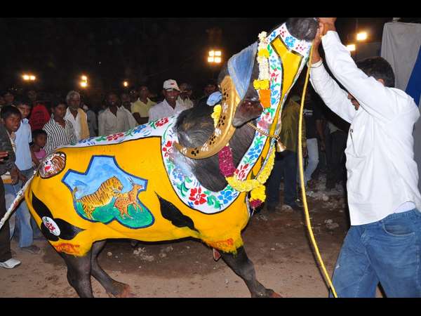 దున్నపోతు విన్యాసాలు..