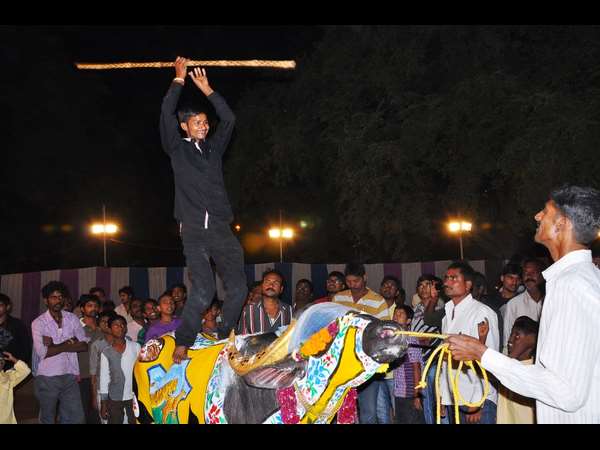 దున్నపోతు స్వారీ చేస్తూ...