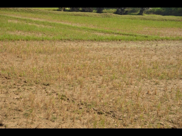 ఫైలిన్ 13 ఫైలిన్ 13