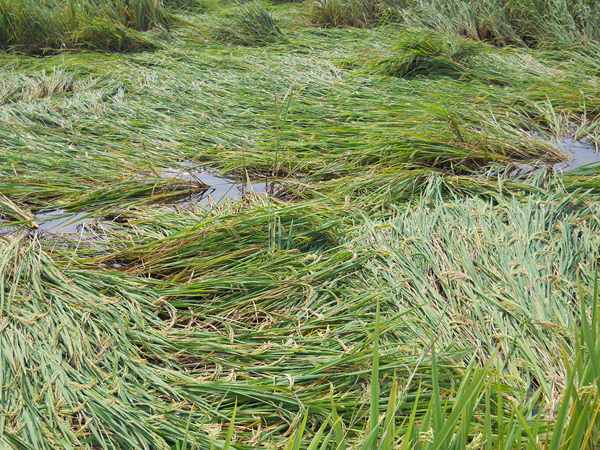 పంట నష్టం...