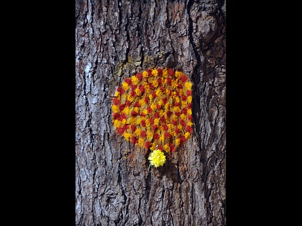 సామాన్య శాస్త్రం ఛాయా చిత్రలిపి 3