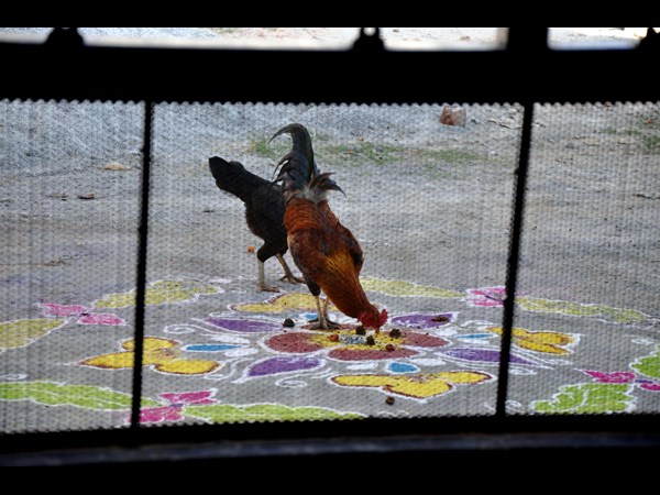 సామాన్య శాస్త్రం ఛాయా చిత్రలిపి 6