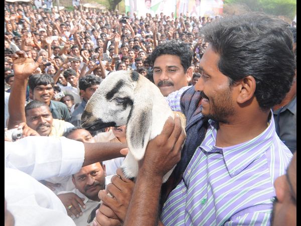 గొర్రె పిల్ల, గొంగళితో..
