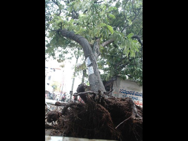 కూలిన చెట్టు