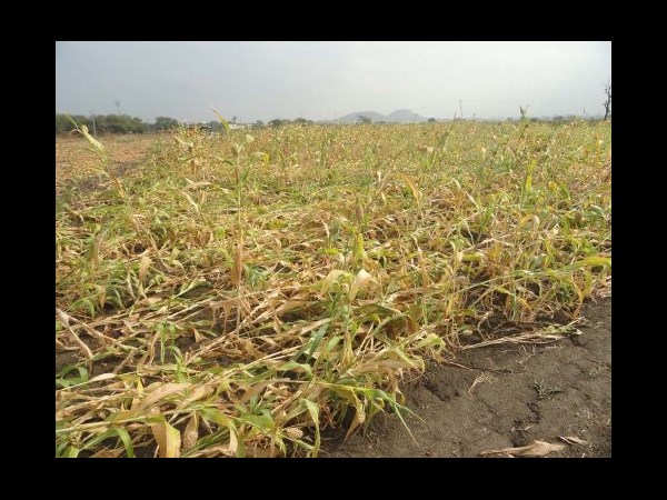 పంట నష్టం