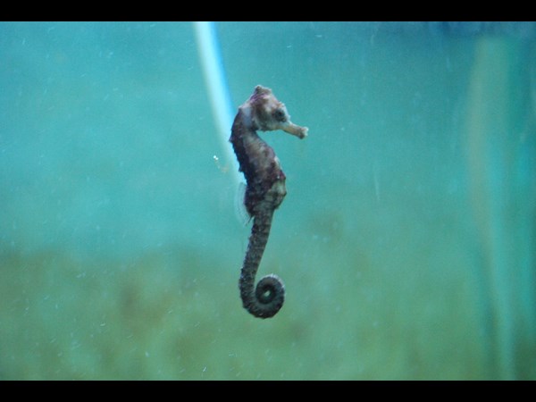 కోతి తోకలాగా..