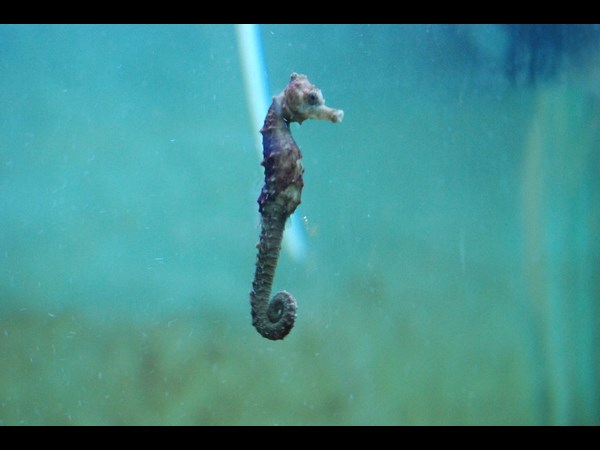 ఆడా, మగా చేపలు..