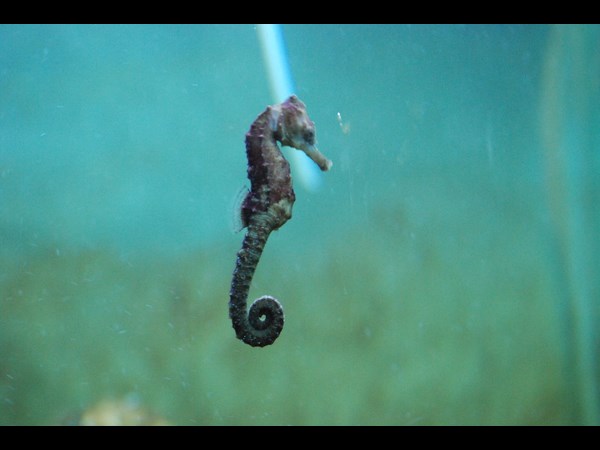 మగ చేపనే పిల్లలను పెడుతుంది...