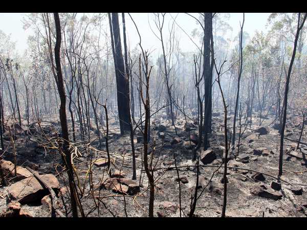 తిరుమల కొండల్లో కార్చిచ్చు, హెలికాప్టర్లపై ప్రతిష్టంభన తిరుమల కొండల్లో కార్చిచ్చు, హెలికాప్టర్లపై ప్రతిష్టంభన