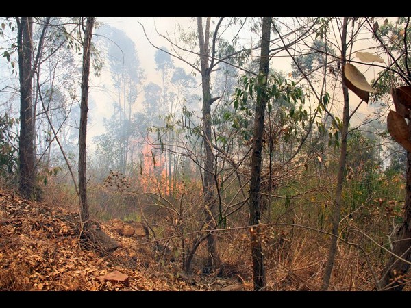 తిరుమల తిరుమల