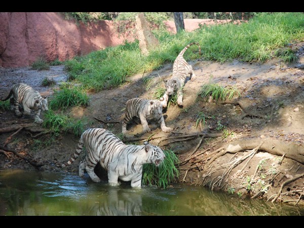 తల్లి పులితో..