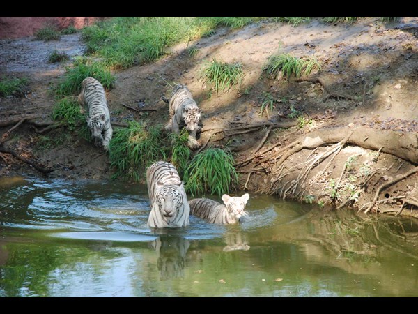ఎండ వేడిమికి తట్టుకునేందుకు..