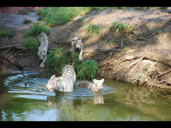 సందర్శకుల కోసం..