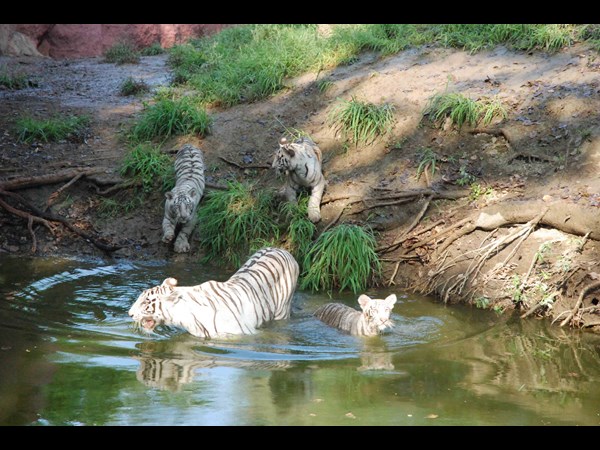 ఉత్సాంగా నీటిలోకి..
