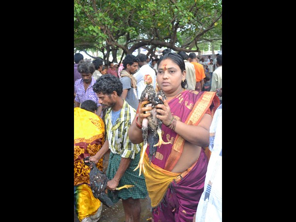 గంగమ్మ జాతర