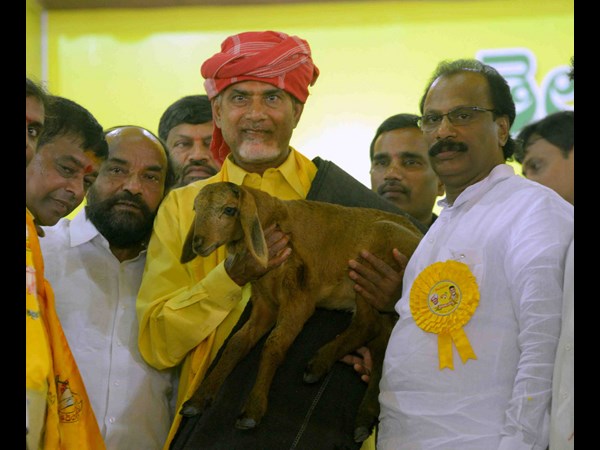 గొర్రెపిల్లతో బాబు