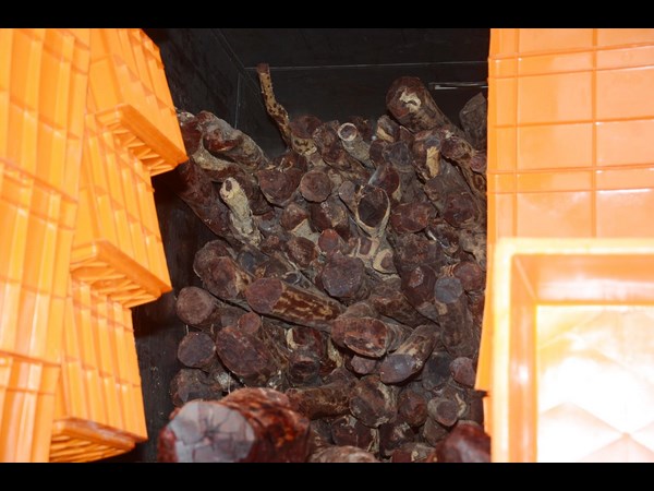 ఎర్ర చందనం స్మిగ్లింగ్